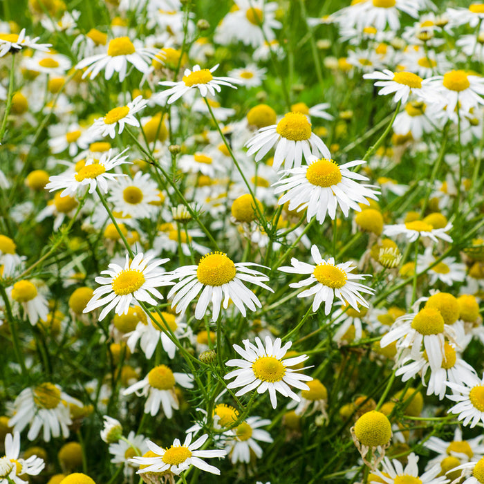 Chamomile - EO & FO Blend 823