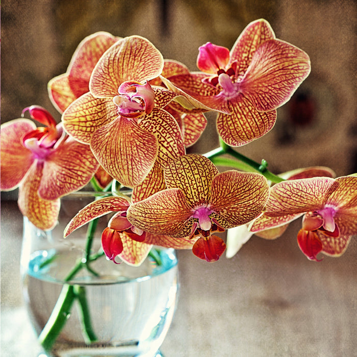 Orchid & Pink Amber Fragrance Oil 245