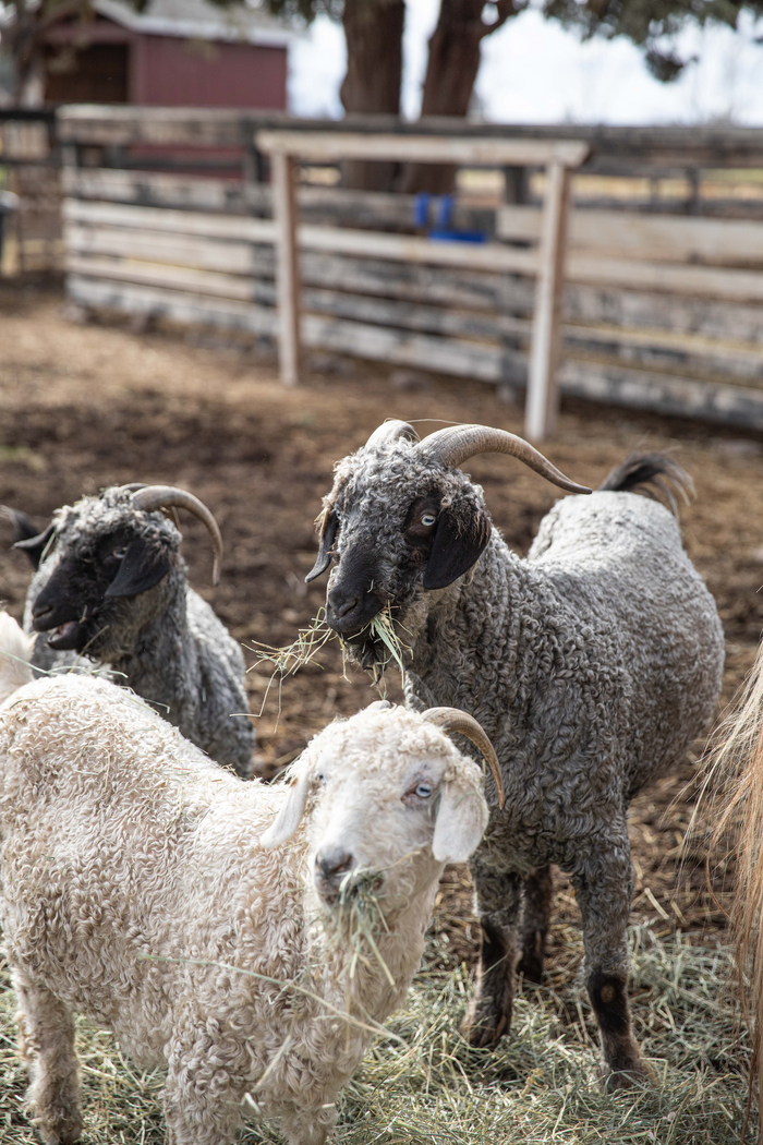 PLY Magazine, Issue 36: Goat